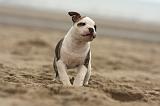 BOULEDOGUE AMERICAIN 150